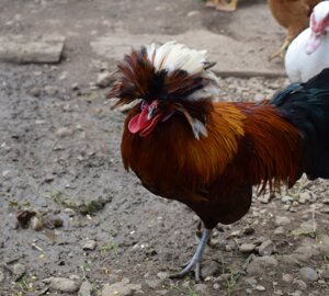 img_2658.jpeg img_2658.jpeg