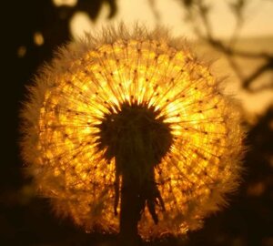 image49.jpeg image49.jpeg