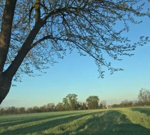 image36.jpeg image36.jpeg