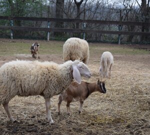 dsc_0188.jpeg dsc_0188.jpeg