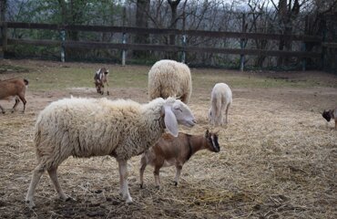 dsc_0183.jpeg dsc_0183.jpeg