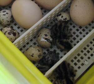 20130601_154733.jpeg 20130601_154733.jpeg