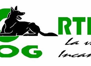 logo sporting dog nero verde.jpeg
