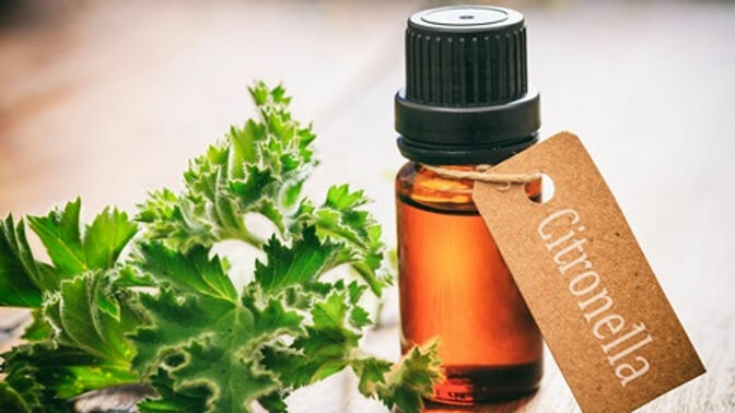 Rimedi naturali contro le zanzare