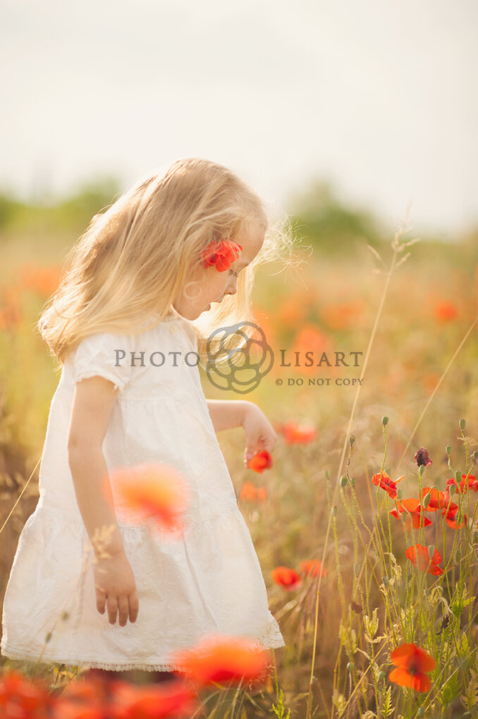 Un "semplice" campo di papaveri.