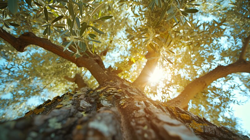 beautiful-tree-canopy-perspective-with-nature-landscape.jpeg