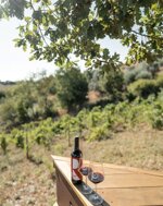 scovaventi-deck-picnic-in-the-vineyard-under-the-great-oak