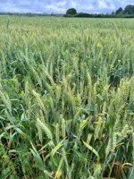 the-half-forgotten-of-ancient-grains
