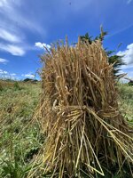 the-half-forgotten-of-ancient-grains