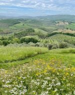 horseback-ride-and-picnic-or-natural-wine-tasting