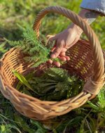 foraging-of-organic-wild-herbs-and-maremma-cooking-class