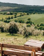 experience-at-starsbox-uliveta-and-picnic-among-the-historic-olive-trees-in-the-tuscan-maremma