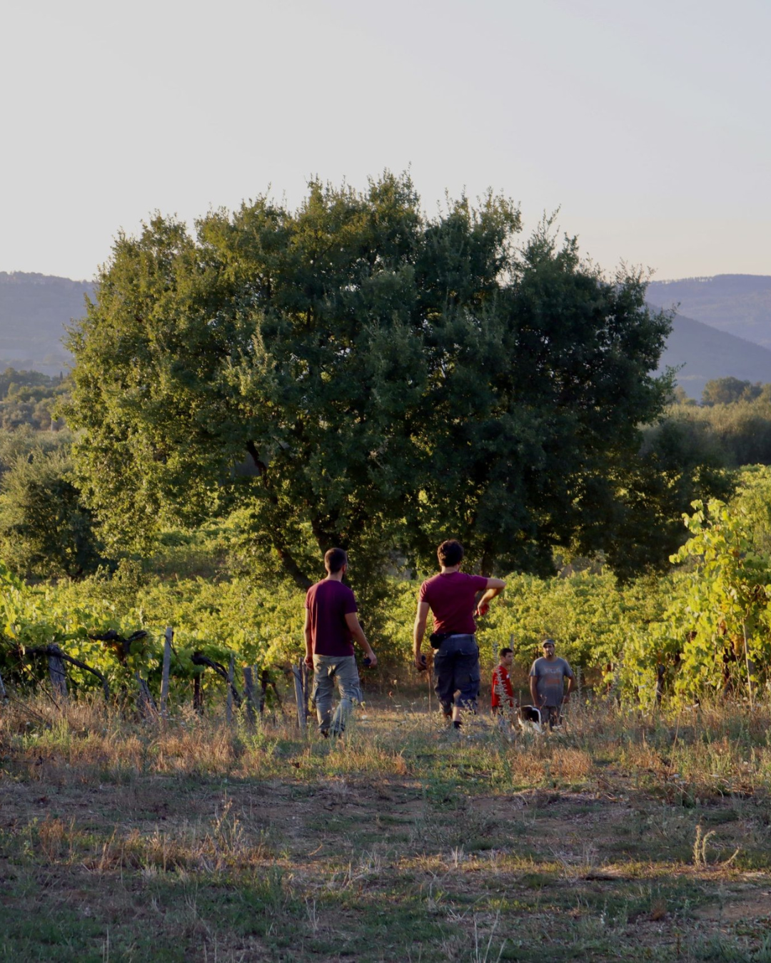 The Authentic Italy That Endures: Where the Value of Alma Italica Is Born