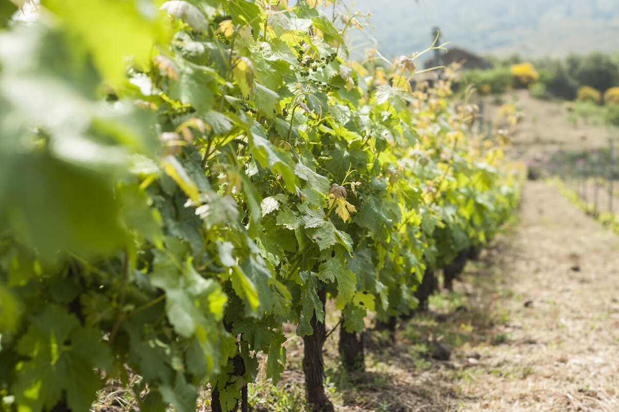 Vineyard on Mount Etna showcasing lush grapevines, representing Etna terroir and Sicilian wines.
