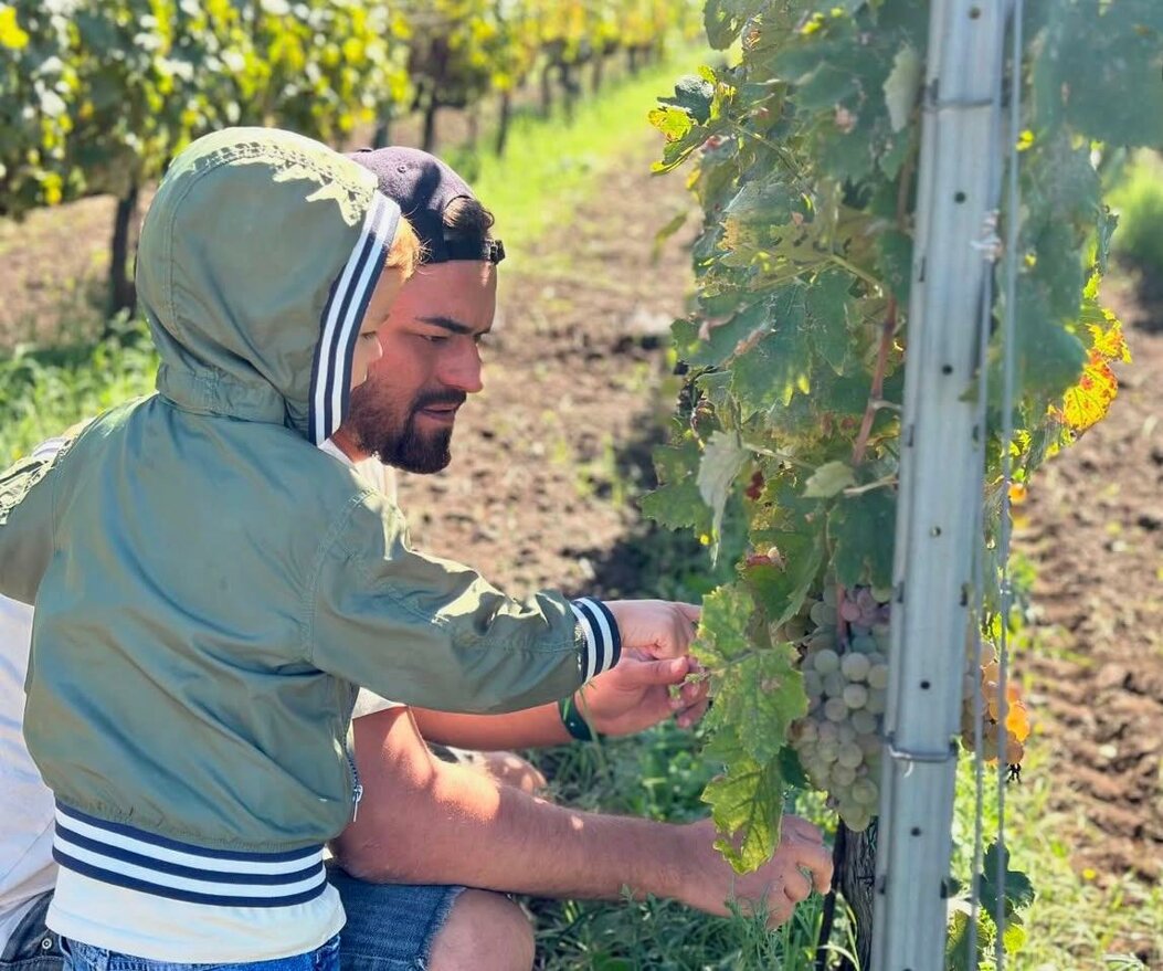 Family harvesting grapes in an Etna vineyard, showcasing winery tradition and innovation on volcanic terroir.