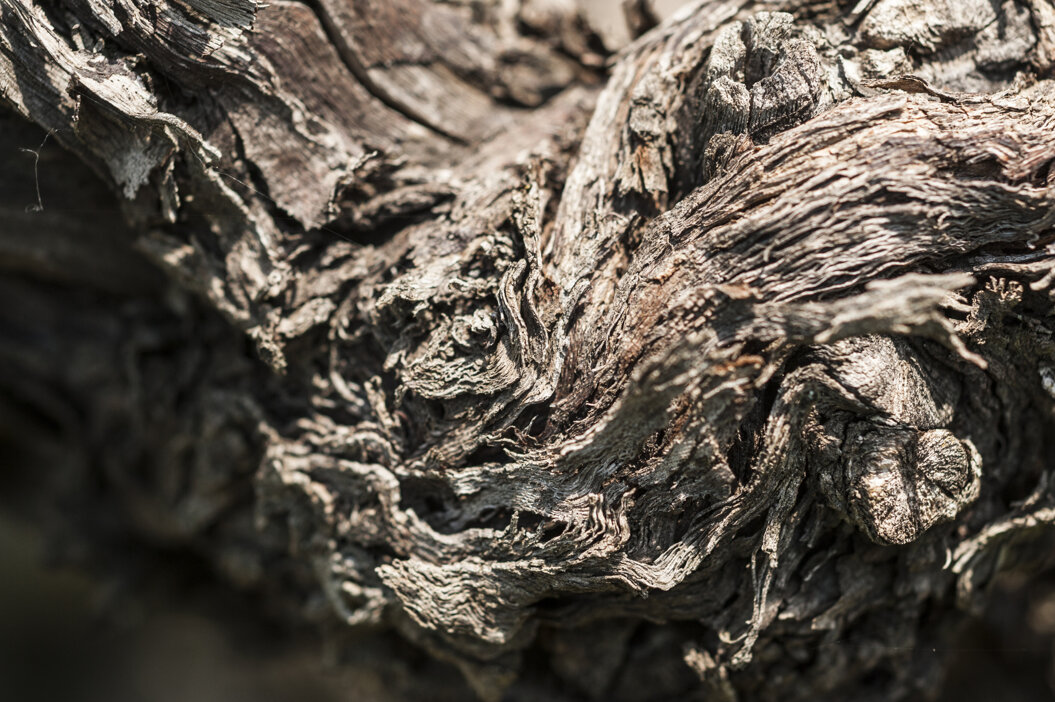Close-up of a gnarled vine trunk, showcasing the texture and age in a family-run Etna winery.