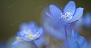 eyJpdCI6ImhlcGF0aWNhIG5vYmlsaXMgbyBlcmJhIHRyaW5pdOAifQ==