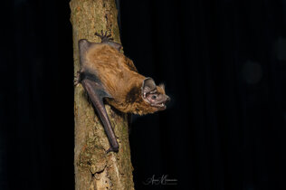 nyctalus.noctula.jpeg