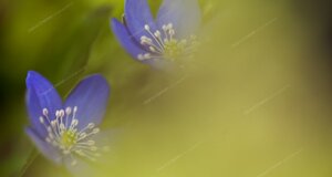 eyJpdCI6ImhlcGF0aWNhIG5vYmlsaXMgbyBlcmJhIHRyaW5pdOAifQ==