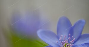 eyJpdCI6ImhlcGF0aWNhIG5vYmlsaXMgbyBlcmJhIHRyaW5pdOAifQ==