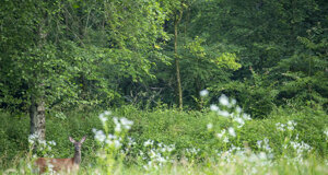 _nz65127.jpeg _nz65127.jpeg