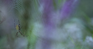 _nz68903.jpeg _nz68903.jpeg