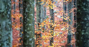 dcf_1214-modifica-min.jpeg dcf_1214-modifica-min.jpeg