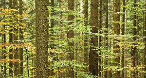 _nz60251.jpeg _nz60251.jpeg