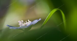 eyJpdCI6ImhlcGF0aWNhIG5vYmlsaXMgbyBlcmJhIHRyaW5pdOAifQ==