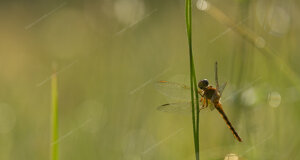 7dc_0448-min.jpeg 7dc_0448-min.jpeg