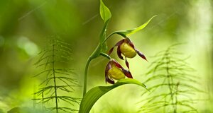 scarpetta della madonna, orchidea