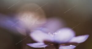 Hepatica nobilis