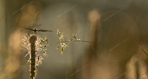 _nz68978.jpeg _nz68978.jpeg