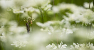 _nz64912.jpeg _nz64912.jpeg