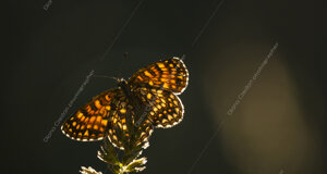 _nz69381-modifica.jpeg _nz69381-modifica.jpeg