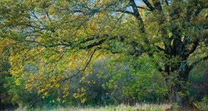 dcf_9667-modifica.jpeg dcf_9667-modifica.jpeg