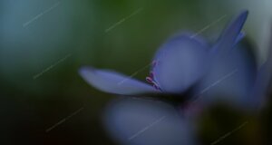 eyJpdCI6ImhlcGF0aWNhIG5vYmlsaXMgbyBlcmJhIHRyaW5pdOAifQ==