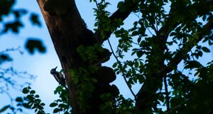 dcp04140-min.jpeg dcp04140-min.jpeg