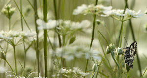 _nz63897.jpeg _nz63897.jpeg