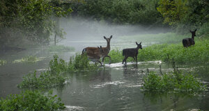 _nz69164.jpeg _nz69164.jpeg