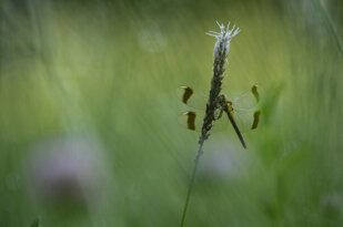 sympetrum pedemontanum.jpeg