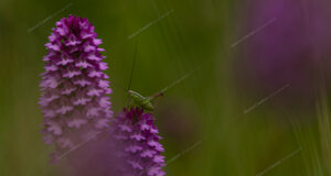 _nz64761.jpeg _nz64761.jpeg