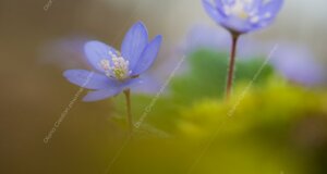 eyJpdCI6ImhlcGF0aWNhIG5vYmlsaXMgbyBlcmJhIHRyaW5pdOAifQ==