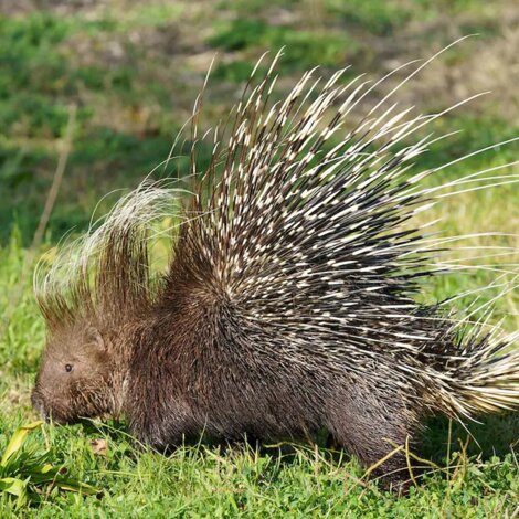 Exclusive Rental Villanovia Country House - Tuscany Nature