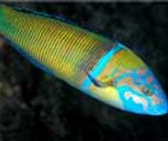 zuraddu_1537889873004