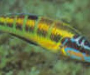 carabiniere_1537889872864