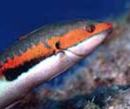 violaM_1537889872990