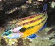 lappano_1537889872903