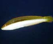 violaF_1537889872984