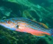 paunissa_1537889872917